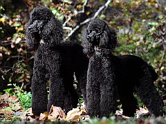 A Brace of Black Standard Poodles